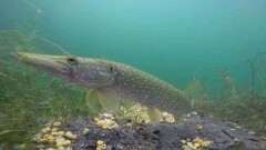 В Атырау не фиксировали новые факты мора рыб