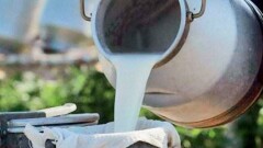 90% молока, сдаваемого подсобными хозяйствами, некачественное – Молочный союз Казахстана 