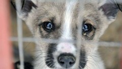 В Семее неизвестные угрожают расправой питомцам приюта для бездомных животных