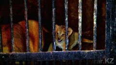 Новорождённых львят показали в зоопарке Шымкента