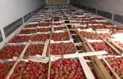 30 тонн клубники для Казахстана не пропустили через Россию