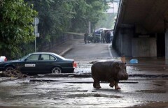 В катастрофическом наводнении в Тбилиси винят Саакашвили