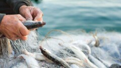 Казахстанские пограничники обстреляли браконьеров в Каспийском море