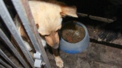 Журналистам показали, в каких условиях содержат животных в ИВС для собак в Алматы