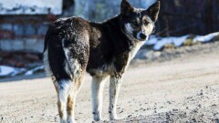 Общественники Алматы добиваются, чтобы в службе отлова животных работали профессионалы 