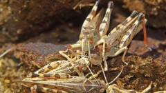 В ЮКО и Жамбылской области ожидают нашествия марокканской саранчи 