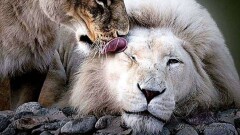 В Алматинском зоопарке умер 15-летний белый лев