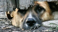 Жители Актау собирают подписи против массового уничтожения кошек и собак
