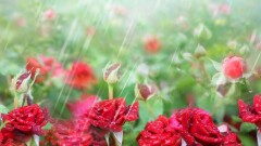 Прогноз погоды на 31 июля: дожди с грозами ожидаются на севере и юге Казахстана