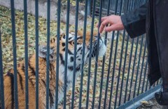 Нуртас Адамбай предложил директору зоопарка Алматы пожить в клетке умирающей тигрицы