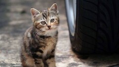 Шымкентцы сочли баннер об отлове бродячих животных "живодёрским" и заставили снять его