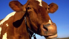 Гуляющая возле городского акимата корова развеселила актюбинцев 