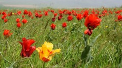 5000 гостей приехали на фестиваль тюльпанов в ЮКО