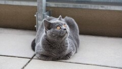 За смерть сброшенного с балкона кота ответит житель Риддера
