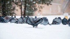 Штормовое предупреждение в восьми областях страны объявили синоптики на 29 ноября