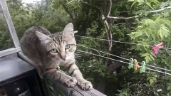 Хозяйка кота-мошенника из Караганды рассказала его трогательную историю 