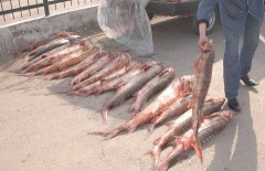 Пограничник из Атырау в составе ОПГ занимался браконьерством