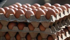 Птицефабрика Костаная готова выплатить долг коммунальщикам яйцами