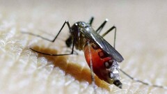 62 человека стали жертвами лихорадки денге в Шри-Ланке
