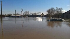Из-за паводков в СКО гибнет домашний скот