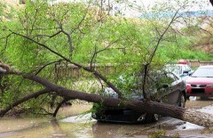 Дерево рухнуло на автомобиль в Актау