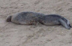 В Каспийском море погибли 40 тюленей
