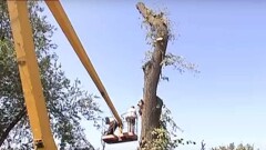 В Алматинской области спилили дерево, из-за которого погиб ребёнок