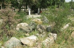 В Актобе на аллее влюблённых сохнут голубые ели