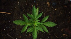 МВД: Мы говорим категорическое "нет" легализации марихуаны в Казахстане