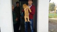 В зоопарке Шымкента незаконно зарабатывают на трёхмесячных львятах 