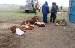 В Актюбинской области по неизвестной причине массово гибнет скот