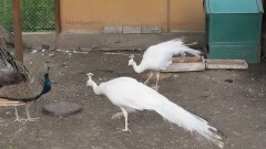 Белые павлины завелись в Усть-Каменогорске 