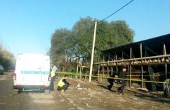 Тело полугодовалого ребёнка нашла собака в Алматы 