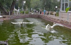  В Петропавловске ураганный ветер в восьмой раз сорвал крышу Ботанического сада