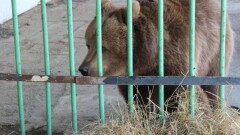 Из костанайской колонии вышла медведица Катя. 15 лет назад она поцарапала ребёнка