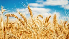 Минсельхоз Казахстана вводит ограничения на вывоз зерна и муки