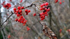 Прогноз погоды на 21 ноября представили синоптики