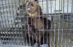 Медведи в Семее спасаются от жары в бассейне