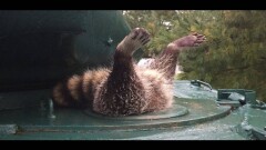 Американские солдаты спасли застрявшего в танке енота