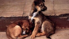 Гуманные методы очистки города от бездомных собак протестируют в Алматы