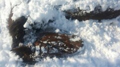 Сотни черепов и полуразложившийся труп лошади нашёл житель Павлодара на окраине города