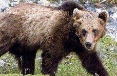 Застрелить трёхлапого медведя пришлось охотникам в ВКО