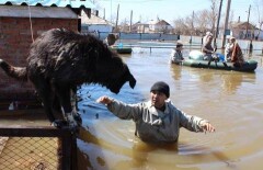 Собака несколько дней сторожила затопленный дом в Оразаке