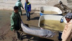 В Атырау рыбаки выловили белугу весом более одного центнера