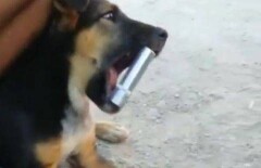 Ещё одни живодёры из Казахстана сняли на видео изощрённое издевательство над щенком