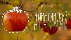 Ролики про апорт, бешбармак и охоту с беркутом сняли ко Дню независимости
