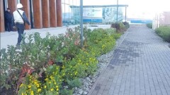В Астане высадили 2500 саженцев многолетних растений, приспособленных к местному климату