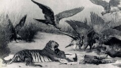 Казахстанские тигры. Большая охота – до полного истребления