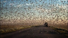 Саранча в районе Балхаша спаривается и не несёт угрозы сельскому хозяйству