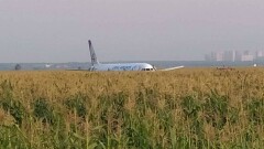 В Подмосковье самолёт "Уральских авиалиний" столкнулся со стаей птиц и сел в кукурузном поле